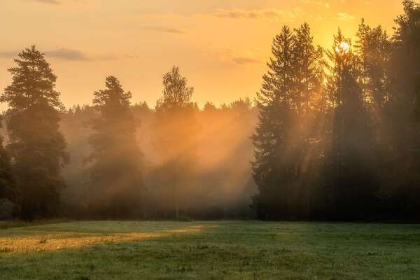 Світлий природний пейзаж із м’яким ранковим освітленням